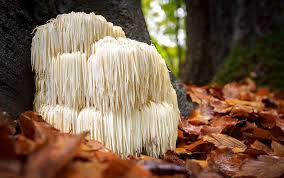 Lions Mane Liquid Culture